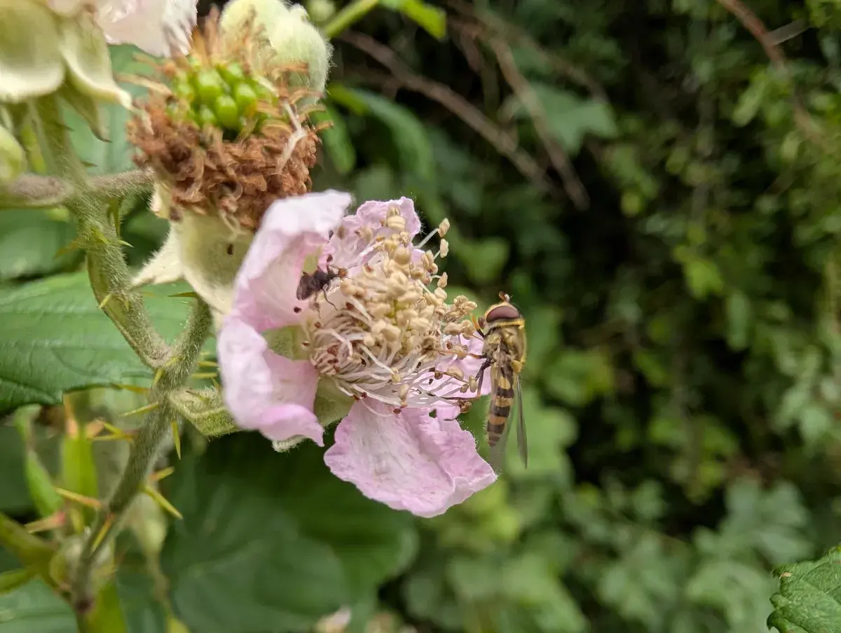 Pixel 9 Pro XL Macro mode